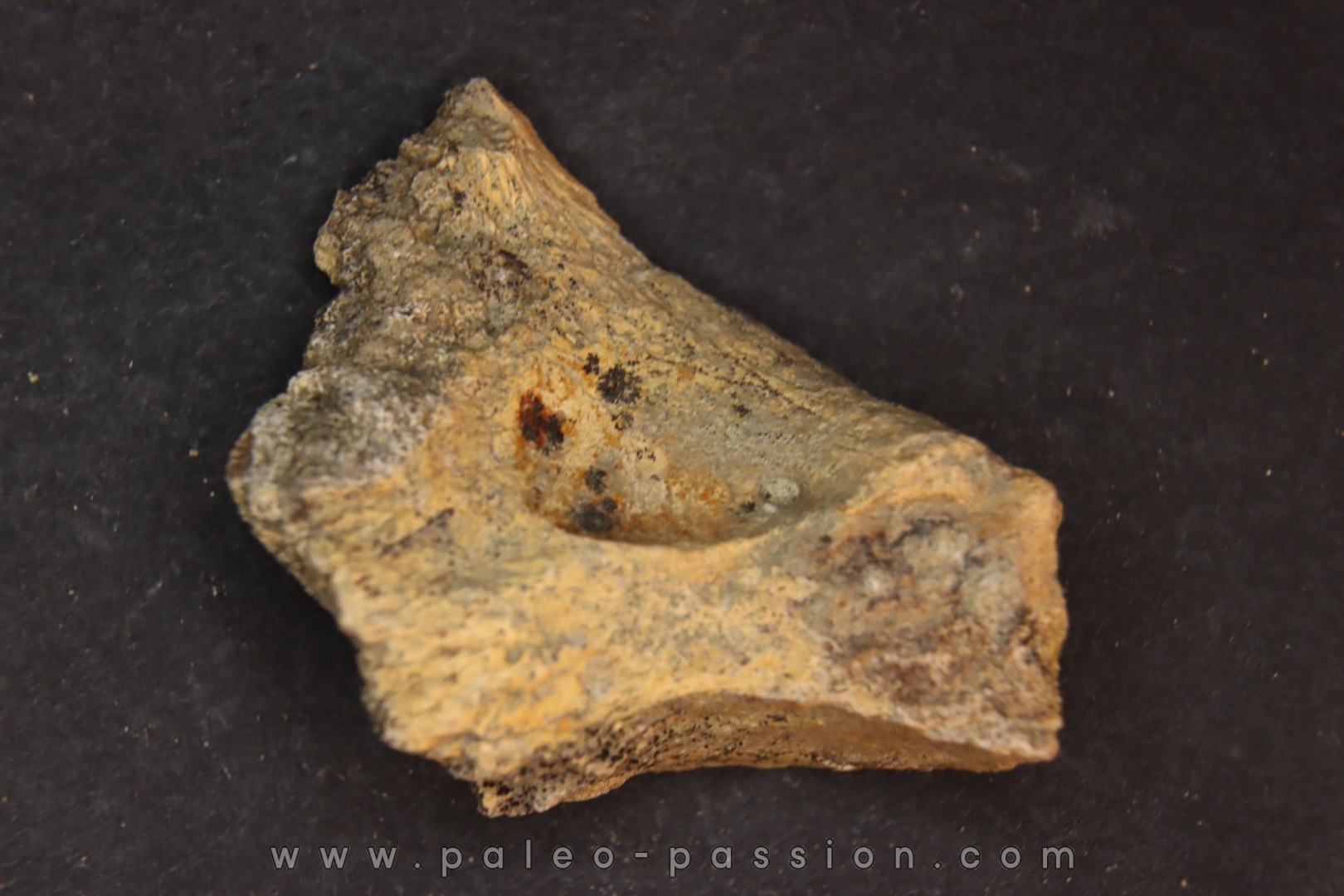 dinosaure freak: TRICERATOPS HORRIDUS