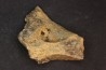 Dinosaure: fragment de collerette de TRICERATOPS HORRIDUS - Hell Creek  Fmt - crétacé sup. - Glendive County, Montana