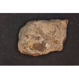 Dinosaure: fragment de collerette de TRICERATOPS HORRIDUS - Hell Creek  Fmt - crétacé sup. - Glendive County, Montana