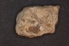 Dinosaure: fragment de collerette de TRICERATOPS HORRIDUS - Hell Creek  Fmt - crétacé sup. - Glendive County, Montana
