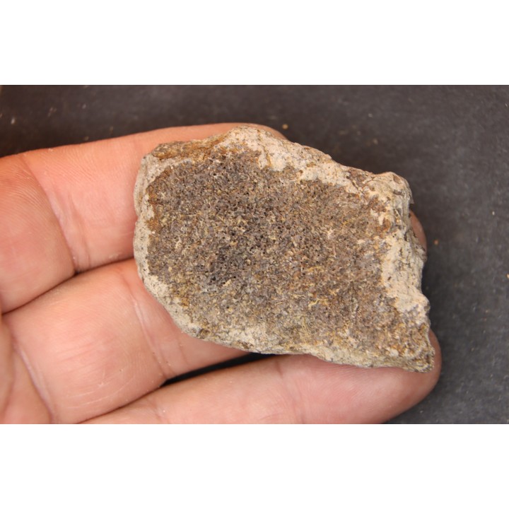 dinosaure freak: TRICERATOPS HORRIDUS