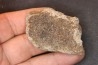 dinosaure freak: TRICERATOPS HORRIDUS