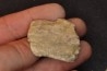 Dinosaure: fragment de collerette de TRICERATOPS HORRIDUS - Hell Creek Fmt - crétacé sup. - Glendive County, Montana