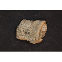 dinosaure freak: TRICERATOPS HORRIDUS