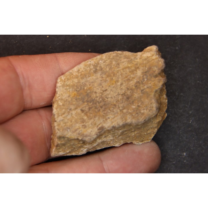 Dinosaure: fragment de collerette de TRICERATOPS HORRIDUS - Hell Creek  Fmt - crétacé sup. - Glendive County, Montana
