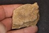 dinosaure freak: TRICERATOPS HORRIDUS