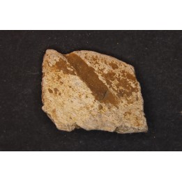 dinosaure freak: TRICERATOPS HORRIDUS