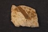 dinosaure freak: TRICERATOPS HORRIDUS