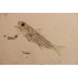 DAPALIS MACRURUS - stampian - Provence - France