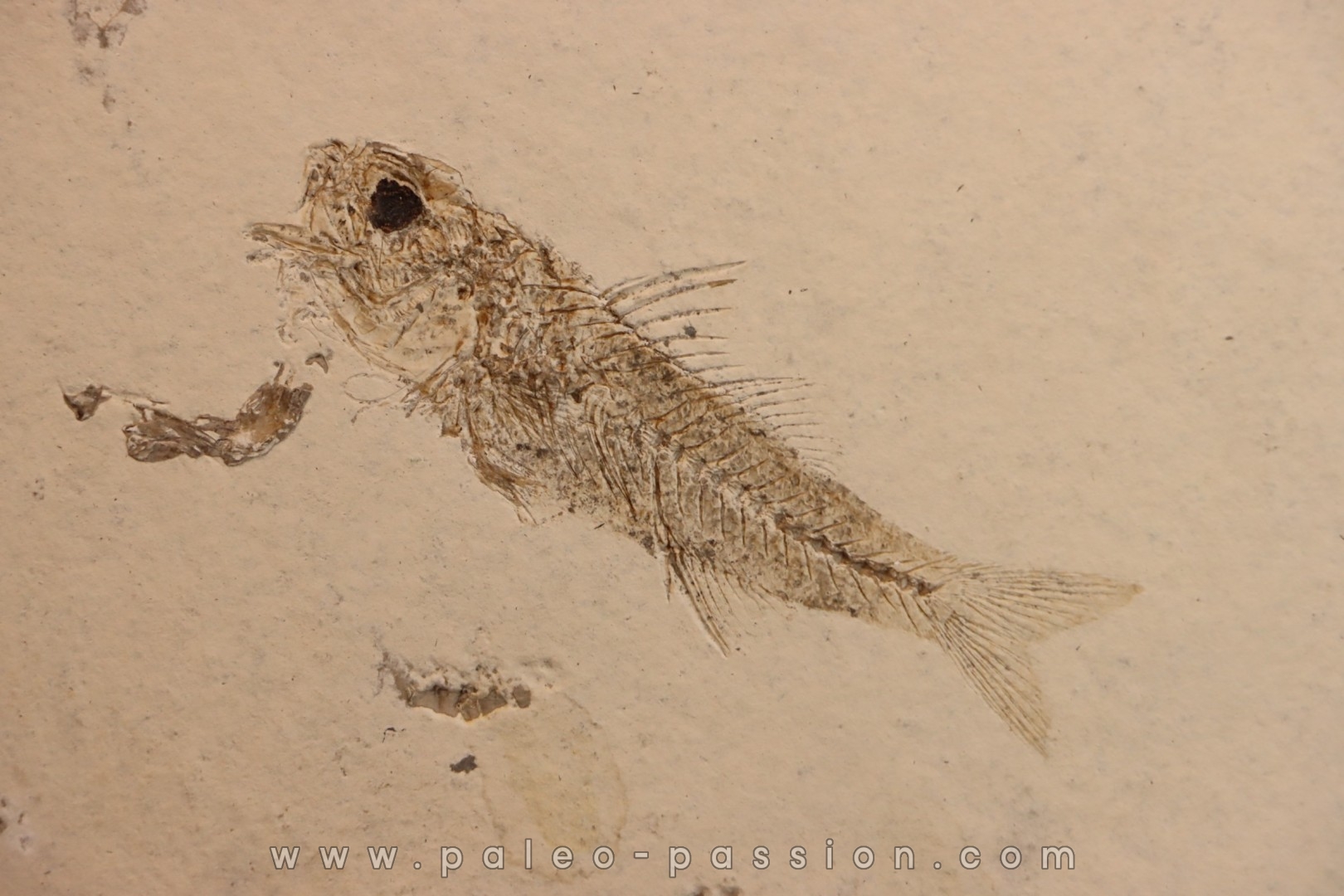 DAPALIS MACRURUS - oligocène de Provence - FRANCE