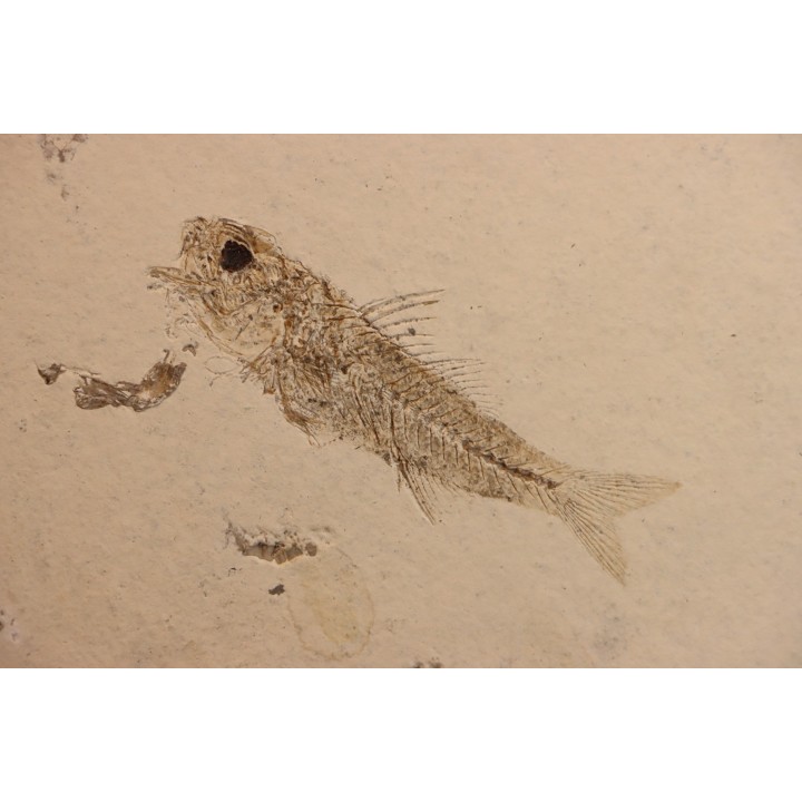DAPALIS MACRURUS - stampian - Provence - France