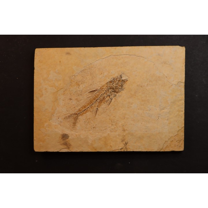 DAPALIS MACRURUS - oligocène de Provence - FRANCE