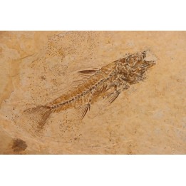 DAPALIS MACRURUS - stampian - Provence - France
