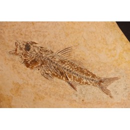 DAPALIS MACRURUS - stampian - Provence - France