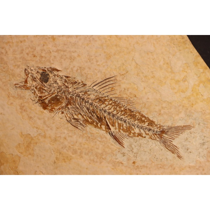 DAPALIS MACRURUS - oligocène de Provence - FRANCE