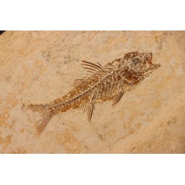 DAPALIS MACRURUS - stampian - Provence - France