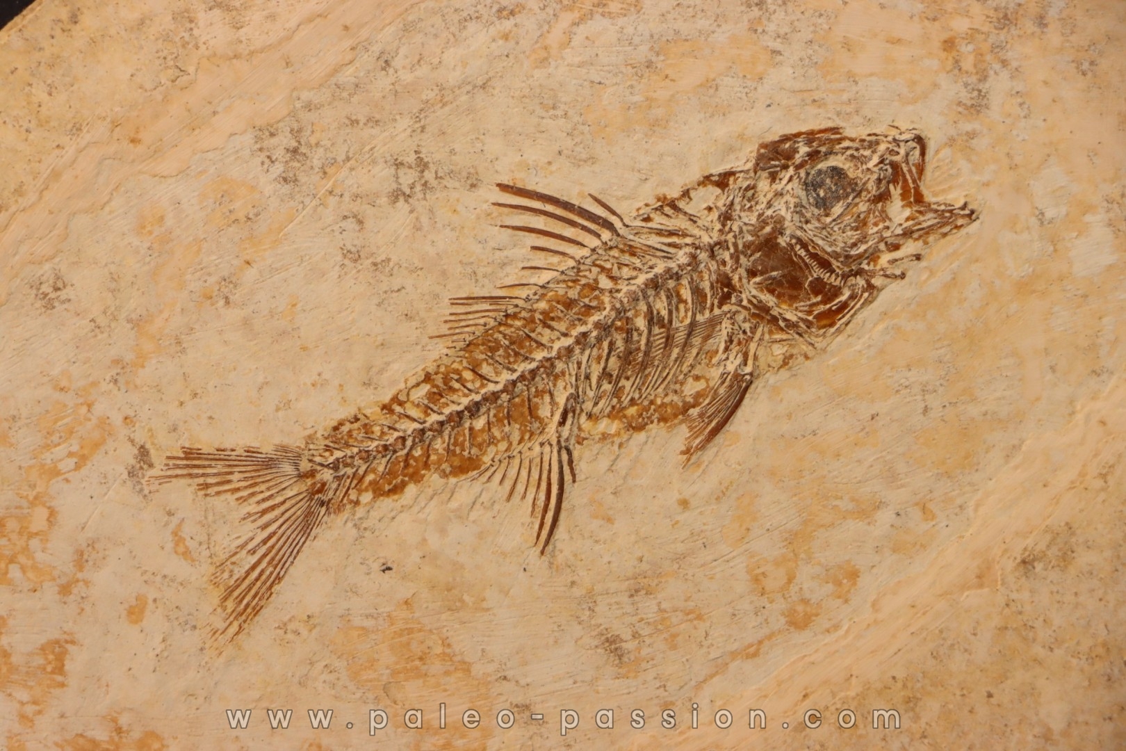 DAPALIS MACRURUS - stampian - Provence - France