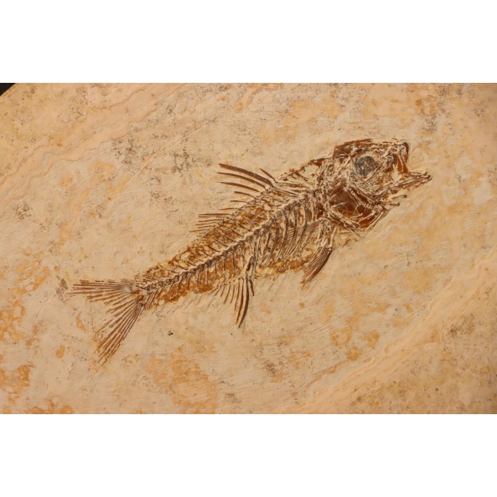 DAPALIS MACRURUS - stampian - Provence - France