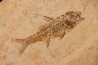 DAPALIS MACRURUS - oligocène de Provence - FRANCE