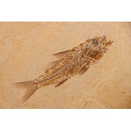 DAPALIS MACRURUS - oligocène de Provence - FRANCE