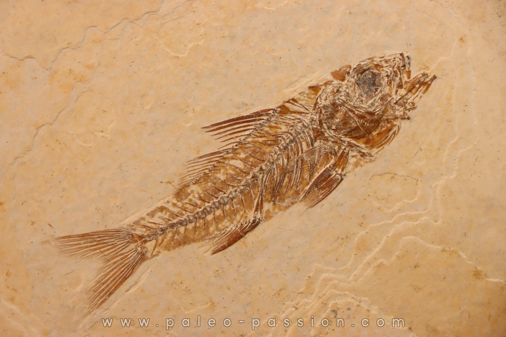 DAPALIS MACRURUS - stampian - Provence - France