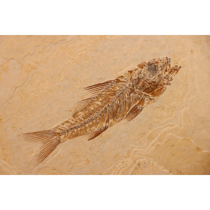 DAPALIS MACRURUS - stampian - Provence - France