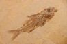 DAPALIS MACRURUS - stampian - Provence - France