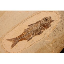 DAPALIS MACRURUS - stampian - Provence - France