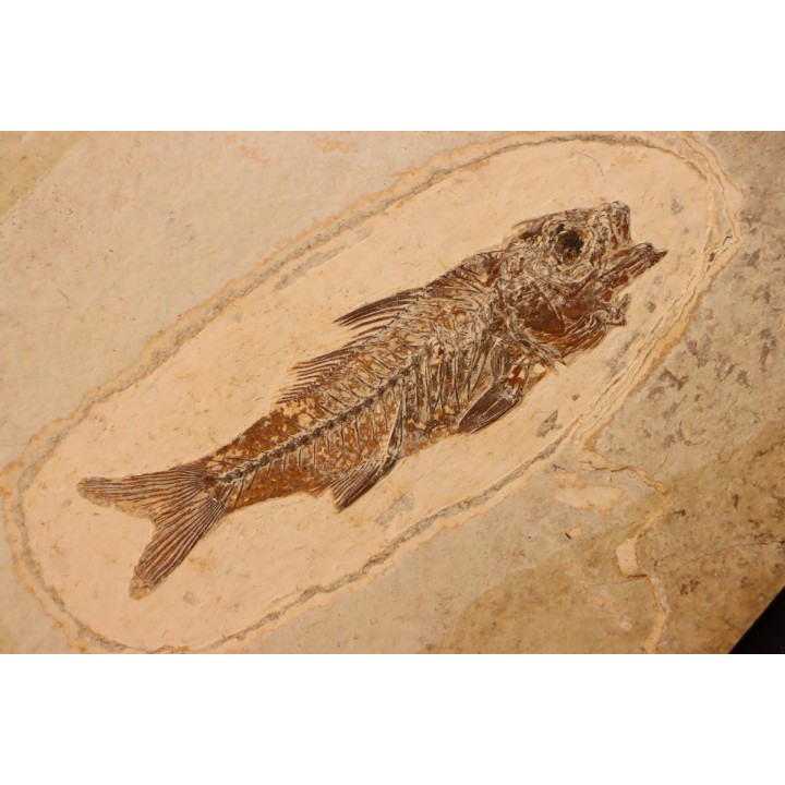 DAPALIS MACRURUS - oligocène de Provence - FRANCE