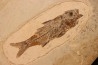 DAPALIS MACRURUS - stampian - Provence - France