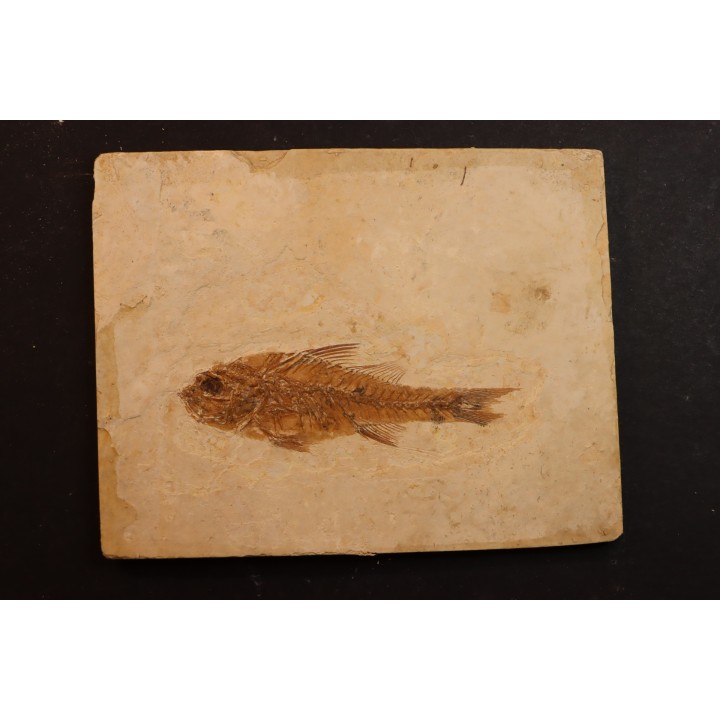 DAPALIS MACRURUS - stampian - Provence - France