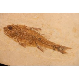 DAPALIS MACRURUS - stampian - Provence - France