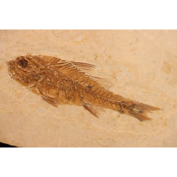 DAPALIS MACRURUS - oligocène de Provence - FRANCE