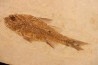 DAPALIS MACRURUS - stampian - Provence - France