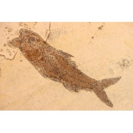 DAPALIS MACRURUS - stampian - Provence - France