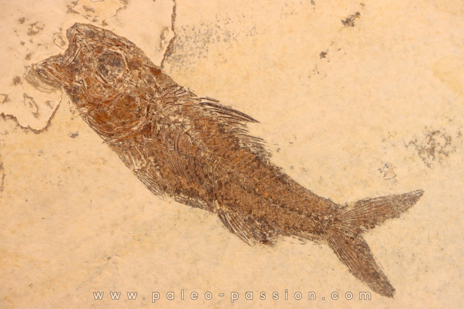 DAPALIS MACRURUS - oligocène de Provence - FRANCE