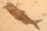 DAPALIS MACRURUS - oligocène de Provence - FRANCE