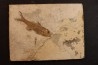 DAPALIS MACRURUS - stampian - Provence - France