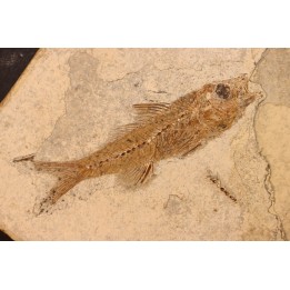 DAPALIS MACRURUS - stampian - Provence - France