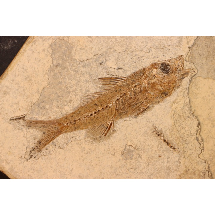 DAPALIS MACRURUS - stampian - Provence - France