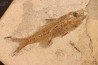 DAPALIS MACRURUS - stampian - Provence - France