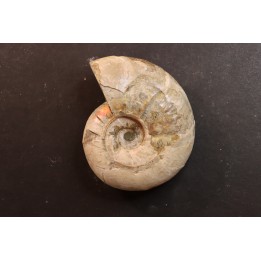 Melchiorites falcistriatus - Albien - Région de Mahajanga - MADAGASCAR