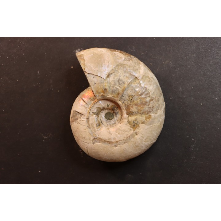 Melchiorites falcistriatus - Albian - Mahajanga - MADAGASCAR