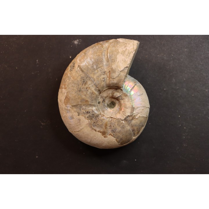 Melchiorites falcistriatus - Albien - Région de Mahajanga - MADAGASCAR