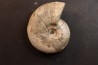 Melchiorites falcistriatus - Albien - Région de Mahajanga - MADAGASCAR