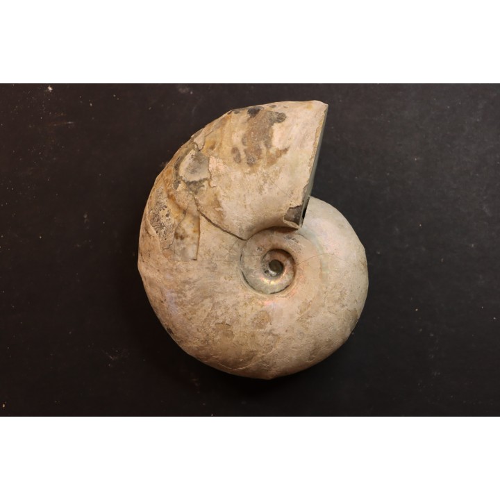 Melchiorites falcistriatus - Albien - Région de Mahajanga - MADAGASCAR