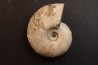 Melchiorites falcistriatus - Albian - Mahajanga - MADAGASCAR