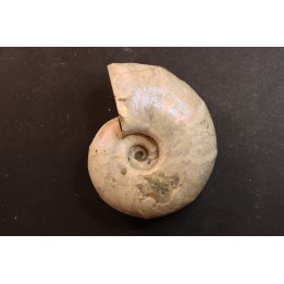 Melchiorites falcistriatus - Albian - Mahajanga - MADAGASCAR