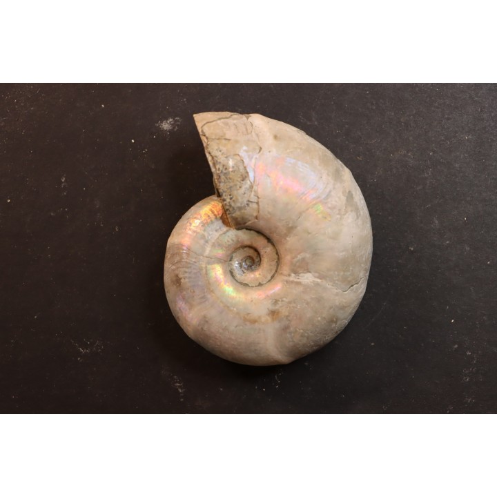 Melchiorites falcistriatus - Albien - Région de Mahajanga - MADAGASCAR