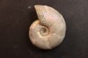 Melchiorites falcistriatus - Albien - Région de Mahajanga - MADAGASCAR